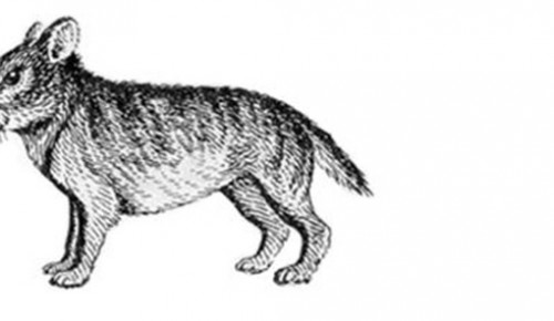 Ученые из Ясенева открыли древнейшее животное
