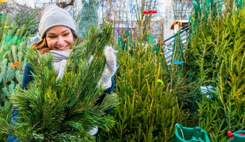 Ясенево: где купить елку к Новому году 