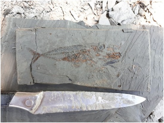 Ученые Палеонтологического института им. А. А. Борисяка РАН нашли ископаемых рыб