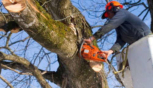 В районе Южное Бутово регулярно проводят обрезку деревьев
