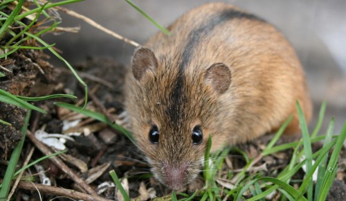 На природных территориях Москвы активизировались полевые мыши