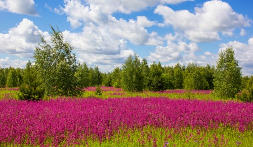 Жители Южного Бутова могут принять участие в фотоконкурсе