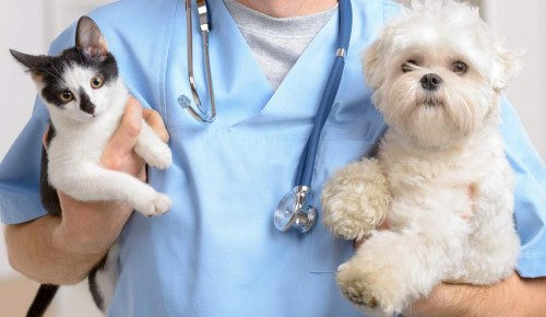 Ветеринарные клиники Южного Бутова возобновили работу в прежнем режиме