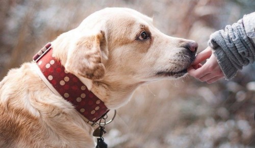 Жителям Южного Бутова рассказали о правилах выгула собак на природных территориях