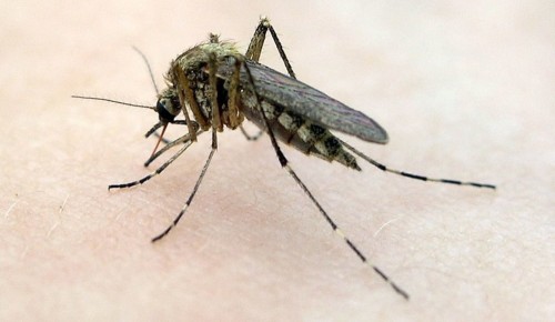 Мосприрода рекомендовала москвичам защищаться от комаров чесноком