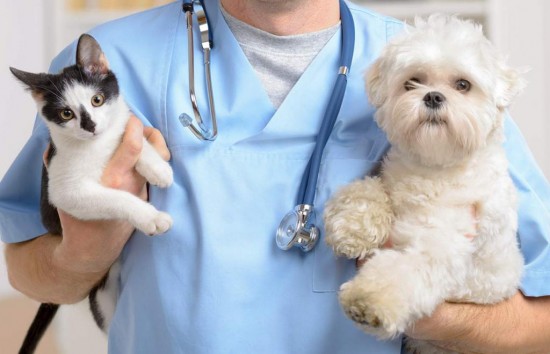 Ветеринарные клиники Южного Бутова возобновили работу в прежнем режиме