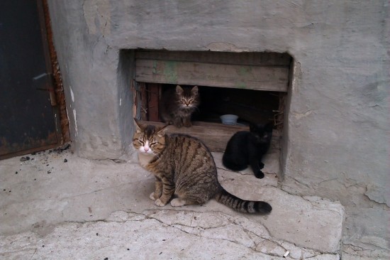 Депутат МГД Козлов: Открытие продухов в московских домах спасёт жизни тысяч бездомных кошек