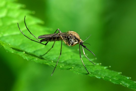 Врачи предупредили москвичей об опасности укусов комаров