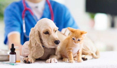В Москве началась вакцинация домашних животных от бешенства