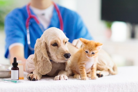 В Москве началась вакцинация домашних животных от бешенства