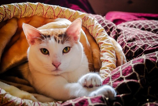 Жители Южного Бутова смогут бесплатно привить кошек и собак от бешенства в феврале 