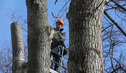 На Малой Юшуньской удалят аварийные деревья 