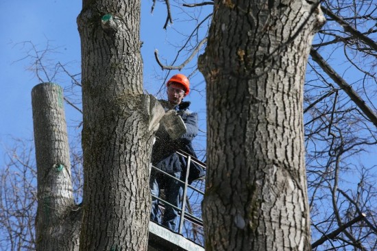 На Малой Юшуньской удалят аварийные деревья 