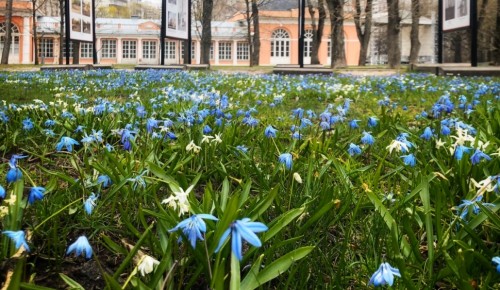 Воронцовский парк приглашает вместе отпраздновать майские праздники онлайн