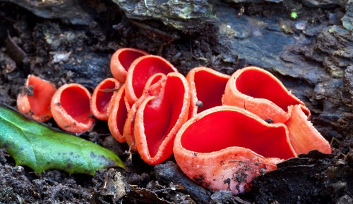 В Битцевском лесу вырос редкий гриб раньше срока
