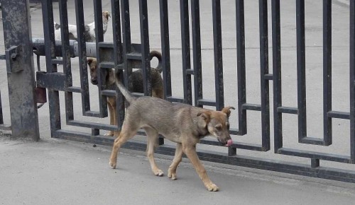 Собянин рассказал о возобновлении работы волонтеров в приютах для животных