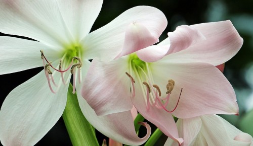 Дарвиновский музей приглашает насладиться цветением амариллисов