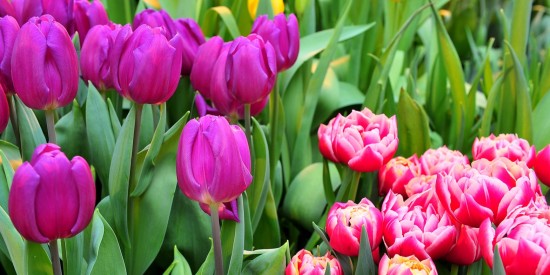 Праздник «Весна идет, весне дорогу!» пройдет в Черемушках