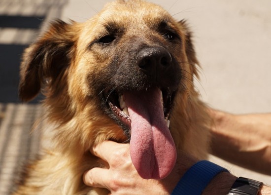 Муниципальный приют для собак на Брусилова обратился к москвичам за помощью