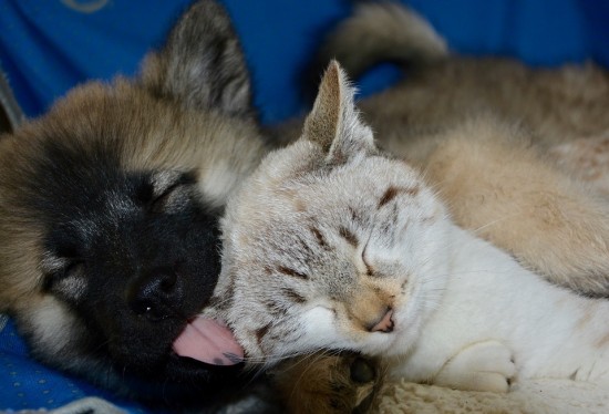 Жители Южного Бутова смогут бесплатно привить кошек и собак от бешенства в марте