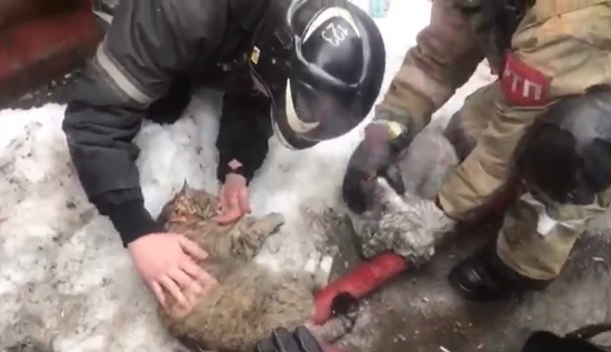 Бутовские спасатели откачали пострадавших при пожаре кошку и собаку