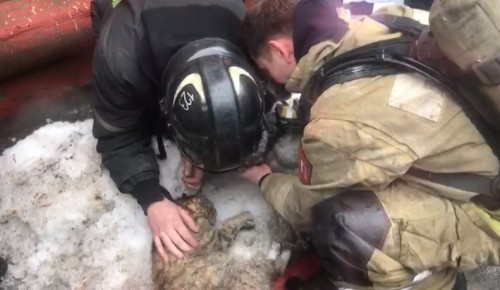 Спасатели из Бутова откачали собаку и кошку, пострадавших при пожаре в Подольске