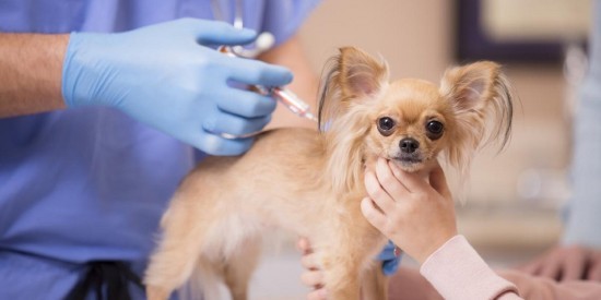В марте в районе Зюзино можно вакцинировать домашних животных от бешенства