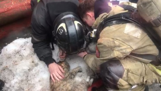 Спасатели из Бутова откачали собаку и кошку, пострадавших при пожаре в Подольске