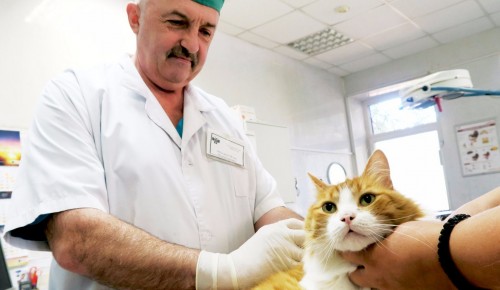 В субботу в Теплом Стане будет работать выездной пункт вакцинации животных
