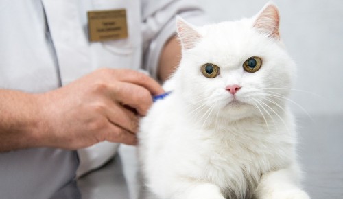 В воскресенье в Конькове будет работать выездной пункт вакцинации животных