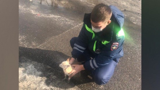 Московские сотрудники Госавтоинспекции спасли собаку и вернули ее хозяйке