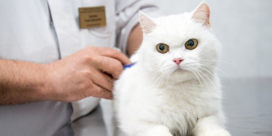 В воскресенье в Конькове будет работать выездной пункт вакцинации животных