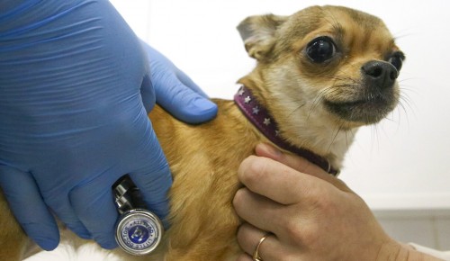 Около площадок для выгула собак в ЮЗАО откроют мобильные пункты вакцинации от бешенства