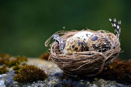 В Битцевском лесу длиннохвостые синицы начали строить гнезда