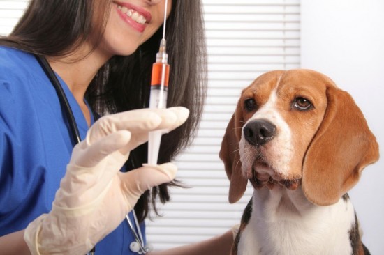 В Ломоносовском районе откроется пункт вакцинации домашних животных