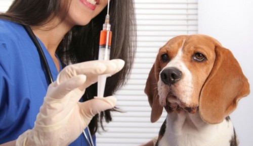 В Гагаринском районе откроется пункт вакцинации домашних животных