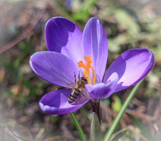 В Ландшафтном заказнике «Теплый Стан» проснулись ежи и пчелы