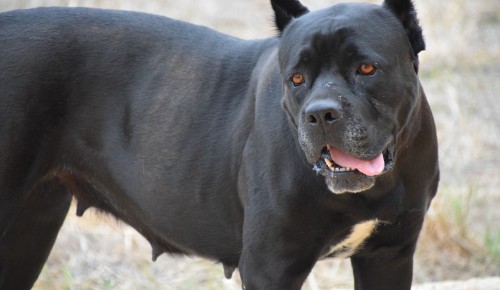 Депутат МГД Козлов предложил ввести обязательное лицензирование хозяев собак бойцовских пород