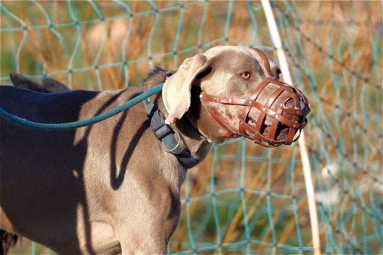 Депутат МГД Козлов предлагает обязать хозяев собак бойцовских пород получать лицензию на содержание питомцев