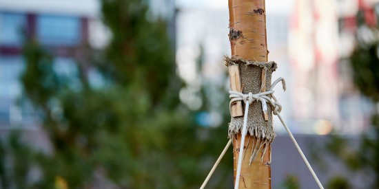 Жители Ясенева могут высадить в честь ребенка именное дерево