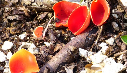 В Битцевском лесу экологи увидели первые весенние грибы – саркосцифу алую