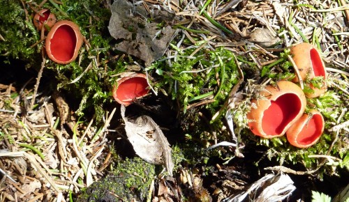 В Ясеневе заметили первые весенние грибы