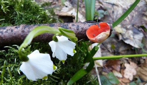 В Битцевском лесу появились первые весенние грибы – «эльфовы чаши»
