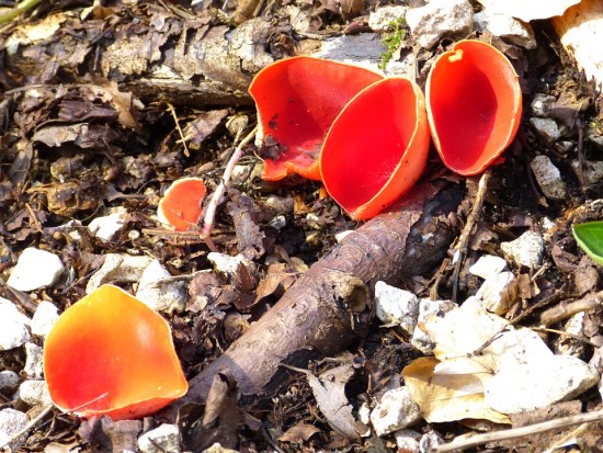 В Битцевском лесу экологи увидели первые весенние грибы – саркосцифу алую