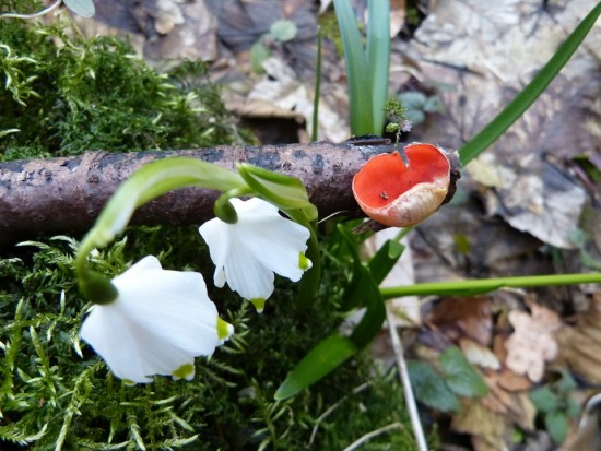 В Битцевском лесу появились первые весенние грибы – «эльфовы чаши»