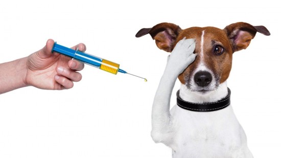 В Ломоносовском районе будет работать пункт вакцинации домашних животных