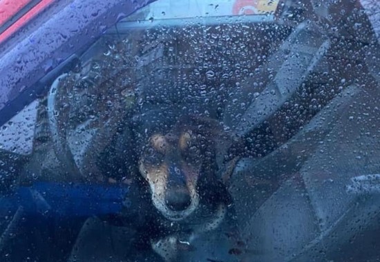 Жители Академического района ищут хозяина, который оставил собаку в машине