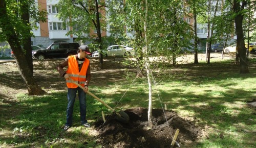 Жители Ломоносовского района приглашаются на акцию "Миллион деревьев"