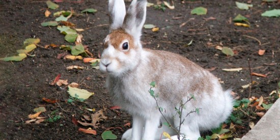 В Битцевском лесу зайцы готовятся завести потомство