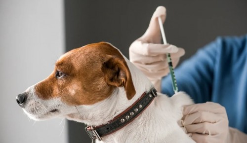 В Ломоносовском районе в июне  откроется пункт вакцинации домашних животных